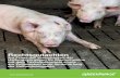 Rechtsgutachten Schweinehaltung | Greenpeace · 1.1 Die konventionelle Schweinemast in der Kritik Die konventionelle Schweinemast gilt als eine der umstrittensten agrarischen Tierhaltungsformen