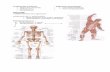 Funktionelle Anatomie: Allgemeine Physiologie: Allgemeine ...files.homepagemodules.de/b557484/f42t21p70n2.pdf · Epithelgewebe bedeckt innere und äußere Oberflächen Fettgewebe