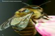 Lebensmittel & Analytik | Bienenforschungrs1.chemie.de/images/23895.pdf · Nach Arbeiten zur Bioakustik von Insek- ten, Fischen und Fröschen gründete er 1994 die BEEgroup an der