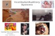 Vestibular/Auditory Systems - anatomy.med.utah.edu Dental... · Vestibular System . Boney and Membranous Labyrinth Endolymph versus Perilymph Perilymphatic Duct High Potassium Endolymphatic