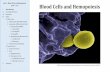 Lab 8 – Blood Cells and Hemopoiesis Blood Cells and ... · Blood Cells and Hemopoiesis SEM of a neutrophil (purple) ingesting S. aureus bacteria (yellow). NIAID. Lab 8 – Blood