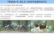 TEMA 9. ELS VERTEBRATS - campsrotacionals.files.wordpress.com file9.1. El regne dels animals Els animals es caracteritzen per: pluricel·lulars, eucariotes, heteròtrofs (carnívors,