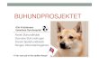 BUHUNDPROSJEKTET - Startside · • Ernst-Otto Ropstad (øye – katarakt) ... • «Nukleær sclerose»/»Senil katarakt » Katarakt (grå stær) hos hund • «Vannfall» (Gr. Katarraktes)