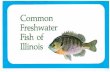 Common Freshwater Fish of Illinois - Illinois Envirothon · fish's sides and detects water movements. 18. Most species of fish have color vision to a degree and some are much sharper