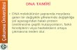 DNA TAMİRİ - abs.cu.edu.tr 224/140750373_bolum_5dna_rep... · kullanımına bağlı olarak rekombinant rekombinant DNA teknolojisi h DNA teknolojisi hızla geli zla gelişmiş ve