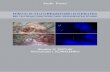 NIR/ICG-FLUORESZENZBILDGEBUNG · 4 NIR/ICG-Fluoreszenzbildgebung bei thorakoskopischer Segmentektomie NIR/ICG-Fluoreszenzbildgebung bei thorakoskopischer Segmentektomie …