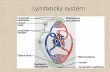 Lymfatický systém - is.muni.cz · Thymus •Velikost –různá –záleží na věku, laloky → lalůčky •Stavba •vazivo –vazivové poudro + vazivová septa /lobuli/ •parenchym
