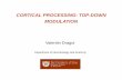 CORTICAL PROCESSING: TOPCORTICAL PROCESSING: TOP-DOWN ... · Top-down projections carry feedback information. Selective attention influences processing in extrastriate cortex (cortex