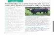 Actualitatea agricola Reorientarea către bovina de carne,karpaten-meat.com/wp-content/uploads/2011/10/bovina-carne-corectat.pdffermă de bovine de carne nu mai reprezintă o problemă