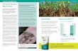 TerraLife fördert - dsv-saaten.de · 10 11 TerraLife und Mykorrhiza TerraLife und Mykorrhiza TerraLifeMischungen fördern viele Bodenfunktionen indem sie positiv auf die Bodenstruktur
