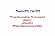 NERVNO TKIVO - ucg.ac.me · Da bi jedno jedinjenje bilo definisano kao neurotransmiter mora da ispuni sledeée kriterijume: da se sintetiše u neuronu da je prisutno u presinaptiékom