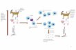Proizvodnja poliklonskih protutijela - PMF Naslovnica · •različitost od vlastitog •molekularna masa •kemijski sastav i heterogenost •podložnost preradi (procesiranju) i