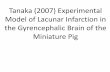 Tanaka (2007) Experimental Model of Lacunar Infarction in ... fileTanaka (2007) Experimental Model of Lacunar Infarction in the Gyrencephalic Brain of the Miniature Pig