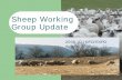 Sheep Working Group Update - d1cqrq366w3ike.cloudfront.netd1cqrq366w3ike.cloudfront.net/http/DOCUMENT/SheepUSA/august-2006_ID... · zBroad industry-wide representation zActively considering