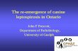 The re-emergence of canine leptospirosis in Ontario · Leptospirosis concepts • A zoonotic disease caused by the spirochete Leptospira • Home is kidney, often shed in urine for