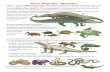 Class Reptilia - Reptiles - Exploring Nature Science ... · Class Reptilia - Reptiles Reptiles – the Class Reptilia including turtles, snakes, alligators, and lizards and all share