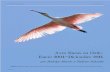 Aves Raras en Chile, Enero 2004–Diciembre 2014 · (2004) la incorpora a su lista como una “especie rara”. Pato silbón pampa (Dendrocygna viduata), 28 de julio de 2004, Parral,