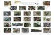 Sportive Lemurs - Amazon Web Services · Lepilemur jamesorum James’ sportive lemur Critically Endangered Photo by R. Randrianampionona Lepilemur sahamalazensis Sahamalaza sportive
