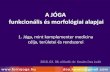 A JÓGA funkcionális és morfológiai alapjai - semmelweis.husemmelweis.hu/anatomia/files/2018/03/1EAsote2018.pdf · A JÓGA funkcionális és morfológiai alapjai 1. Jóga, mint