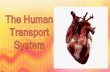 Types of circulatory systems · 10.09.2018 · •Circulatory system •Lymphatic system Functions of the transport system of humans Human body cells •Require food and oxygen to