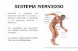 SISTEMA NERVIOSO - atlapa.net · glándulas y músculo liso Neuronas motoras ... Porción periférica (nervios, raíces, troncos, ramos, ganglios, plexos nerviosos, terminaciones)