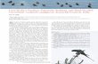 Lord Derby’s Parakeet Psittacula derbiana, and Black ...indianbirds.in/pdfs/IB8.5.Singh_LordDerbysParakeet.pdf · 144. Black-headed Greenfinch Carduelis ambigua flock in Walong