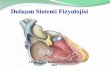Dolaşım Sistemi Fizyolojisi - cdn.istanbul.edu.trcdn.istanbul.edu.tr/FileHandler2.ashx?f=kardiyovaskuler-sistem-fizyolojisi.pdf · Kalbin frekansı ve Kalp debisi artar. (Norpenefrin)
