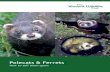 Polecats & Ferrets - vwt.org.uk · The Vincent Wildlife Trust is a registered charity and has been involved in wildlife research and conservation since 1975. It has focused particularly