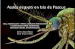 Aedes aegypti en Isla de Pascua - sochinf.cl · Laboratorio Estrategia Gestión Integrada Atención al paciente Gestión Ambiental . PROGRAMA VECTORIAL VIGILANCIA Índices larvarios