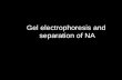 Agarose Gel Electrophoresis - fpharm.uniba.sk · Agarose gel electrophoresis is routinely used for the preparation and analysis of DNA. Gel electrophoresis is a procedure that separates