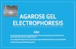 AGAROSE GEL ELECTROPHORESIS - جامعة الملك سعودfac.ksu.edu.sa/sites/default/files/gel_electrophoreis.pdf · Agarose gel electrophoresis •Is a method of gel (made of