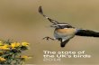 The state of the UK’s birds 2014 - Welcome to the BTO · 6 The state of the UK’s birds 2014 Introduction This publication, The state of the UK’s birds 2014 (SUKB), is the fifteenth