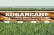 SUGARCANE · The sugarcane industry in Brazil provides clean and renewable solutions to our most pressing challenges, including climate change mitigation and diversification of energy