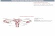 Reproductive System (Female Reproductive System) Reproductive  ¢  Reproductive System