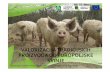 Valorizacija tradicijskih proizvoda od turopoljske svinje ...pp-lonjsko-polje.hr/new/media/turopoljska-svinja/ppt_projekt.pdf · SLIJEDEĆI KORACI 1. Obraditi prikupljene podatke