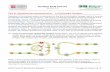 Part III: Modeling Neurotransmission – A Cholinergic Synapsecbm.msoe.edu/teacherWorkshops/ddtyResources/documents/synapseKit... · Part III: Modeling Neurotransmission – A Cholinergic