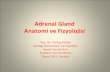 Adrenal Gland Anatomi ve Fizyolojisi€¦ · Adrenal Gland Anatomi ve Fizyolojisi Doç. Dr. Türkay Kırdak Uludağ Üniversitesi Tıp Fakültesi
