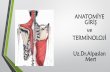 ANATOMİYE GİRİú ve TERMİNOLOJİ Mertaysegulyildirimkaptanoglu.com/rsmlr/dosya/1 Anatomiye Giriş ve Terminoloji.pdf · ANATOMİYE GİRİ ve TERMİNOLOJİ Anatominin sözcük
