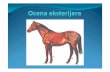 Grupe svojstava · Visina grebena, visina krsta i dužina trupa podjednake vrednosti: Arapski konj - telo kraće za 1,5 cm Engleski punokrvnjak – približno iste dužine Kasač