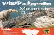 Volume 33 | Issue 1 September 2019 Mountain Goat...African Plains with herds of roaming animals! North America has only ﬁ ve native species of bovids. They are the mountain goat,