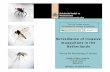 Ibanez Surveillance of invasive mosquitoes in the …...“The Life Conops project: Surveillance of invasive mosquitoes” Surveillance of invasive mosquitoes in the Netherlands Centre