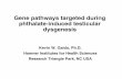 Gene pathways targeted during phthalate-induced testicular ... · Gene pathways targeted during phthalate-induced testicular dysgenesis Kevin W. Gaido, ... Testis descent 12 14 16