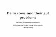 Dairy cows and their gut problems - Veterinary Diagnostic … · 2017-02-25 · Dairy cows and their gut problems Jeremy Schefers DVM PhD Minnesota Veterinary Diagnostic Laboratory
