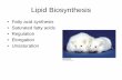 Lipid Biosynthesis - Western Oregon Universitywou.edu/~guralnl/451Lipid BiosynthesisI.pdf · Lipid Biosynthesis • Fatty acid synthesis • Saturated fatty acids • Regulation •
