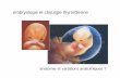 embryologie et chirurgie thyroïdienneembryologie et ... · anatomie et variations anatomiques ? •rapports entre thyroïde, thymus et parathyroïdes •agénésie, hypoplasie et