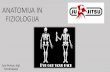 ANATOMIJA IN FIZIOLOGIJA Penica.pdf · ANATOMIJA IN FIZIOLOGIJA ... •Odrasel človeški skelet sestavlja 206 kosti in predstavljajo pasivni mehanizem človeškega lokomotornega