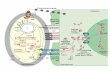 Ti plasmid derived plant vector systems: binary and co - … · 2018-03-06 · Schematic diagram of co-integration/exchange systems and T-DNA binary vector systems to introduce genes