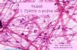 Tkáně I. Epitely a pojiva - Masaryk University...I. EPITELY = tkáně, které tvoří u sebe těsně ležící buňky, jsou bez mezibuněčné hmoty - kryjí povrchy a vystýlají
