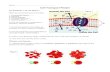 HANDOUT - Cell Transport Packet · 24. The lipid bilayer describes [ a type of transport / the cell membrane ] 25. Facilitated diffusion moves substances down their concentration