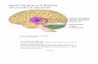 Lecture : Basal ganglia & Cerebellum · Cerebellar Anatomy • Cerebellum includes a cortex & deep nuclei • The deep nuclei are the major . source of output from the . cerebellum